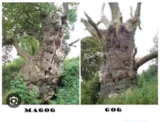Gog and Magog (Oaks of Avalon) - Market Place - Glastonbury