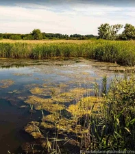 Somerset Levels nature reserve - Market Place - Glastonbury